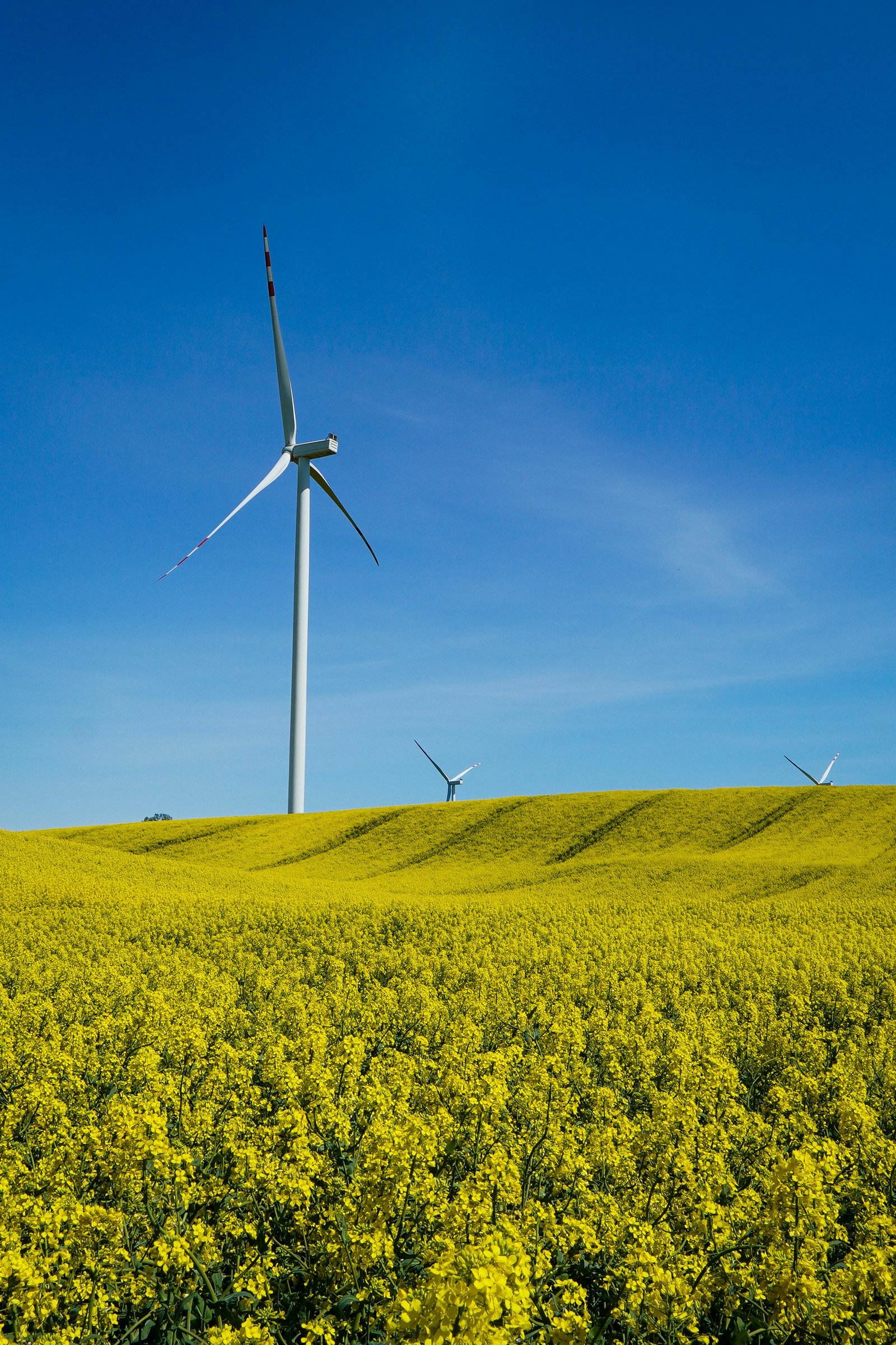 Wind turbine in a field of yellow flowers